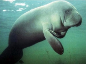 Video: SeaWorld 'optimistic' about rescued manatee
