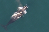 Hope persists for injured whale off SC coast