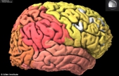 Scientists hopeful of disease breakthroughs with world's first computerised brain map