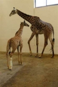 Zoo 'cautiously optimistic' about baby giraffe's broken leg