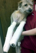 Puppy with broken legs crawls home after surviving tornado