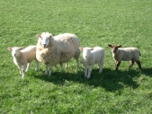 Pa. school district turns lawn care over to sheep