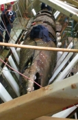 Confederate sub upright for first time since 1864