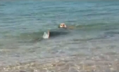 Video: Dog bites shark! Plucky pooch rounds up the sea's most fearsome beasts