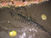 Rare fossil of sea reptile found on Alaska beach