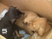 Puppies saved from barn fire