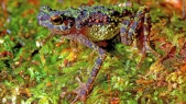 Lost rainbow toad reappears after 87 years