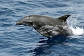 Dolphins 'Talk' Like Humans, New Study Suggests