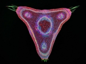 Stunning photos of the very small