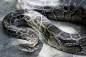 Big-hearted snakes offer clues to healing humans