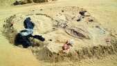 Ancient whale bones found in Chilean desert