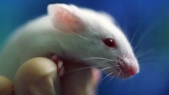 Lab-Made Sperm Gives Hope to the Infertile