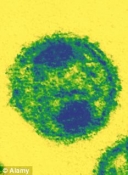 HIV breakthrough as scientists discover mixing vaccines can slash transmission rates of virus