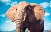 Scientists trace evolution of elephants' size