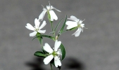 Russian scientists revive 30,000 year-old flower