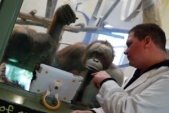 Orangutans at Miami Zoo use iPads to communicate
