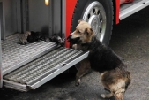 Mother dog rescues her puppies from burning house