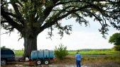 Man hauls tankers full of water to keep 350-year-old tree alive amid drought