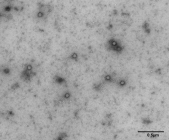 Student discovers new virus in ancient cave mud