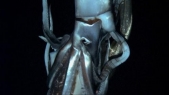 Giant squid filmed in Pacific depths