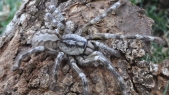 New species of tarantula discovered