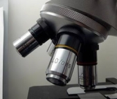 Researchers sequence genome of ancient horse