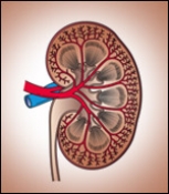 New discovery may assist in predicting kidney transplant rejection