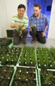 Biofuel breakthrough as scientists sequence grass genome