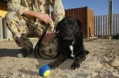 Bomb-sniffing dog found safe in Afghanistan after 14 months