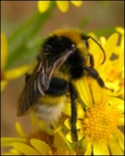 Rare bumblebee spotted in Scotland
