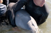 Baby dolphin rescued from floating debris