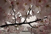 Unseasonably cold weather offers reward - cherry blossom peak during festival