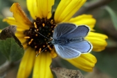 Endangered butterflies released into wild