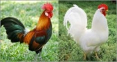 Scientific breakthrough in genetic studies of animal domestication