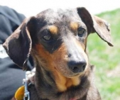 Teamwork helps save lives of many animals at ASPCA