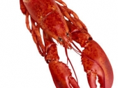 Lobsters may hold cure for paralysis