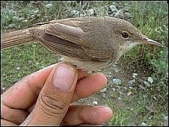 Rare warbler found in Afghanistan