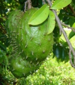 South American fruit may have cancer-fighting powers