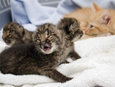 House cat adopts abandoned Bobcats
