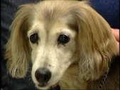 New hope for canine cancer patients