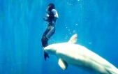 Beluga whale saves drowning diver