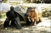 Century-old tortoise adopts baby hippo