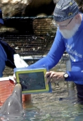 Dolphin uses iPad to communicate with humans