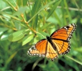 Butterflies share sense of Earth's magnetic field