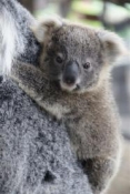 Baby koala becomes namesake of Thai peace effort