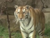 Big cats 'obsessed' over cologne