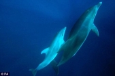 Bottlenose dolphins use 'diplomatic' noises
