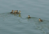 Baby Ducks Saved from Mt. Sinai Storm Drain