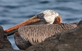 Video: Gulf pelicans saved by oil-eating microbes