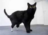 Bionic cat fitted with 2 faux paws